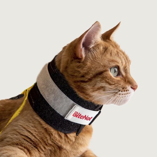 Collarín veterinario para felinos - BiteNot™ - KVP EU Ltd - reglable