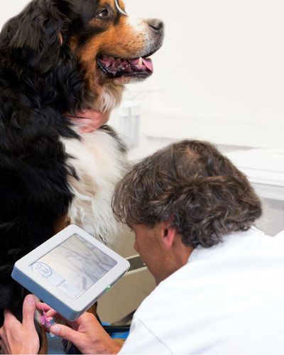 Detector de venas veterinario - EasyVein™ - Epica Medical Innovations - para punción venosa / de mano / sin contacto