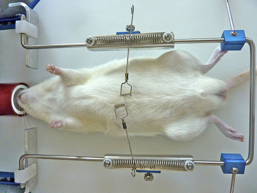Retractor quirúrgico - OWRF, WR-M, WR-R - Otawog Rodent Anaesthesia Systems - para experimentación con animales / para ratones / para ratas