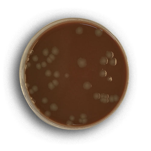 Reactivo antibiótico - 02008 - RTA Laboratories - medio reactivo / para aislamiento bacteriano / de Staphylococcus aureus