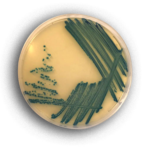 Medio reactivo - 02017 - RTA Laboratories - para aislamiento bacteriano / para colorimetría / Escherichia coli