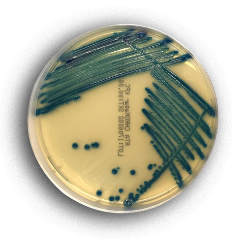 Medio reactivo - 02078 - RTA Laboratories - para aislamiento bacteriano / para colorimetría / de Staphylococcus aureus