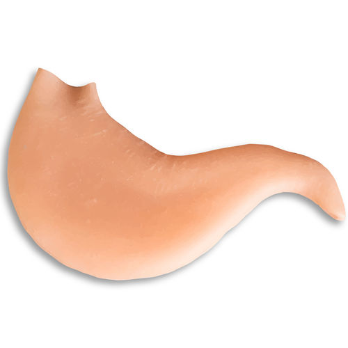 Modelo anatómico de estómago - 0510 - SurgiReal Products - de formación