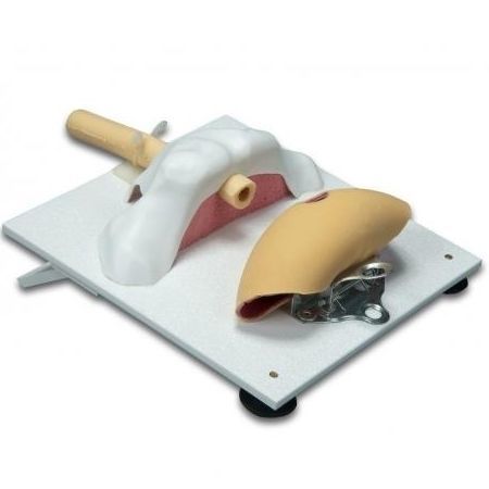 Modelo anatómico de anastomosis - 3-Dmed - de hueso / de pierna / vesical