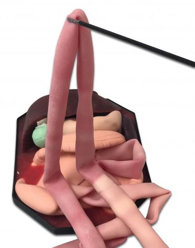 Modelo anatómico de estómago - ID17 - 3-Dmed - de hígado / intestino grueso / de intestino delgado