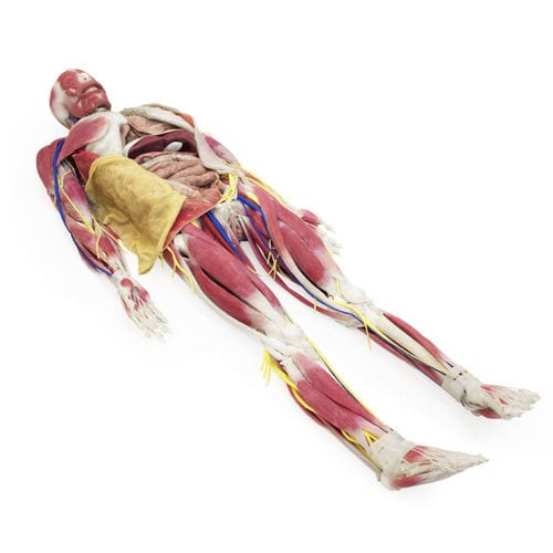 Modelo anatómico de pelvis - 101200 - SynDaver Labs - de hueso / cuerpo / de mandíbula