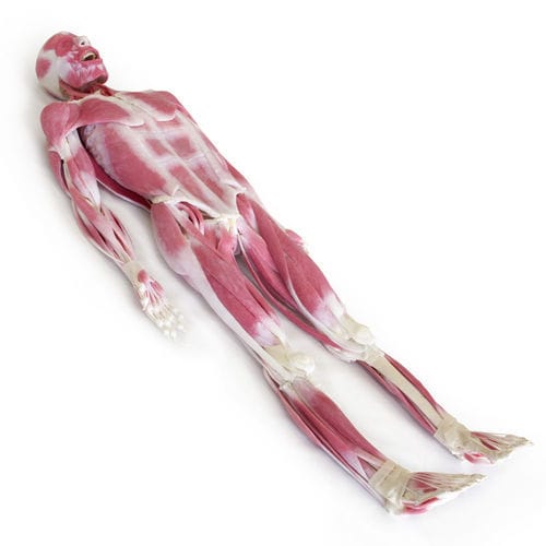 Modelo anatómico de articulación - SynDaver Labs - muscular / cuerpo / de formación