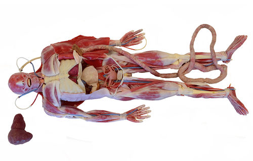Modelo anatómico quirúrgico - 101600 - SynDaver Labs - cuerpo / de esqueleto / de corazón