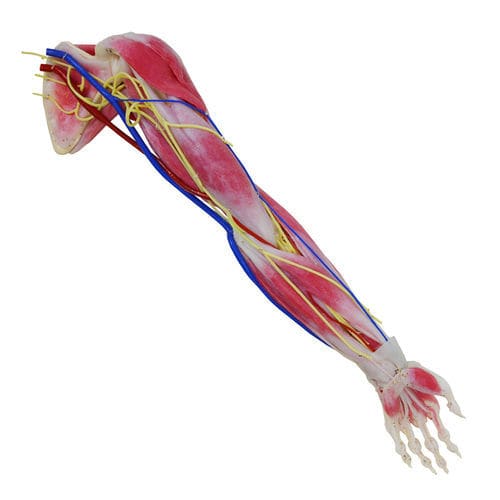 Modelo anatómico de brazo - 102350 - SynDaver Labs - nervioso / de hombro / de omóplato