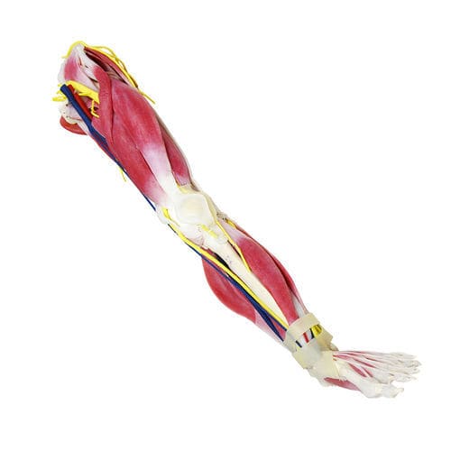 Modelo anatómico de pierna - 102450 - SynDaver Labs - nervioso / de cadera / de rodilla