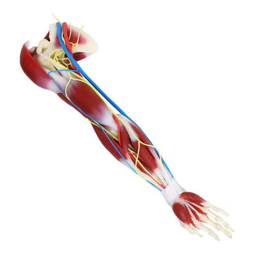 Modelo anatómico de hombro - G3  - SynDaver Labs - de omóplato / de articulación / muscular