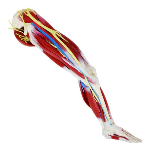 Modelo anatómico de cadera - 102470 - SynDaver Labs - de rodilla / de articulación / muscular