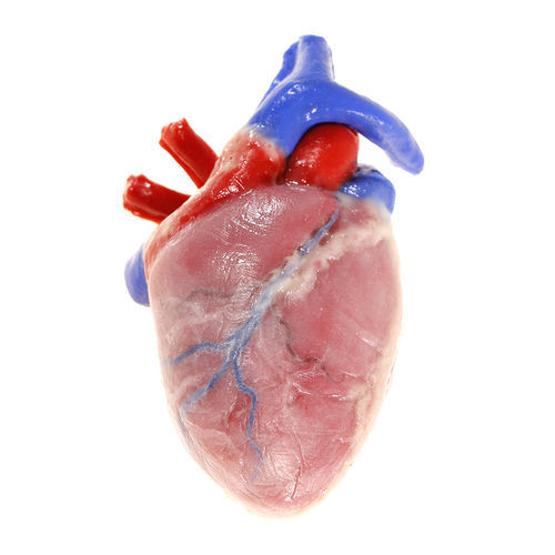 Modelo anatómico de corazón - 104204 - SynDaver Labs - cardíaco / de formación