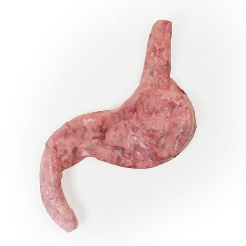 Modelo anatómico cardíaco - 130510 - SynDaver Labs - de músculo / de estómago / de esófago