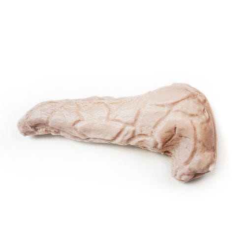 Modelo anatómico de páncreas - 130420 - SynDaver Labs - cuerpo / pancreático / de cabeza