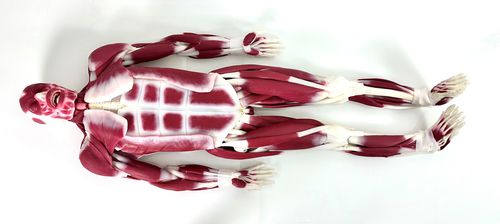 Modelo anatómico de articulación - 102010 - SynDaver Labs - muscular / de silicona