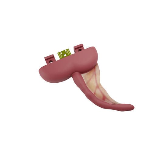 Modelo anatómico de apéndice - 00001211 - Inovus Medical - laparoscópico / de formación / de disección