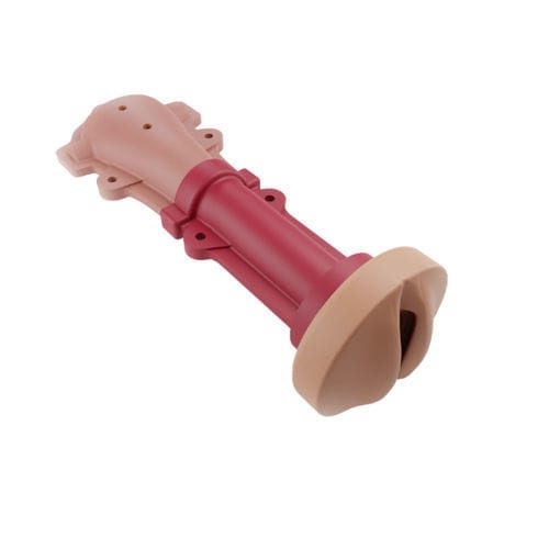 Modelo anatómico cervical - 00001316 - Inovus Medical - de útero / vaginal / quirúrgico