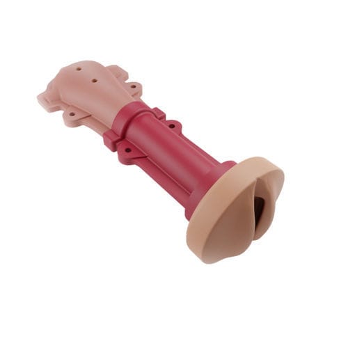 Modelo anatómico cervical - 00001344 - Inovus Medical - de útero / vaginal / quirúrgico