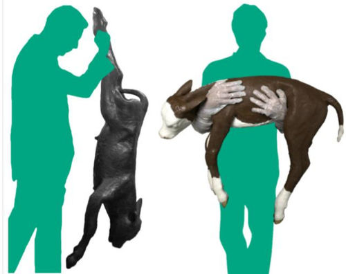 Maniquí de prácticas veterinario - Veterinary Simulator Industries - de distocia / de bóvido / rojo