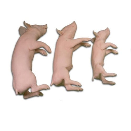 Maniquí de prácticas veterinario - Veterinary Simulator Industries - cerdo / set de maniquíes / rosa