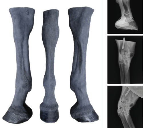 Simulador de palpación - Veterinary Simulator Industries - para la radiología intervencionista / veterinario / de caballo