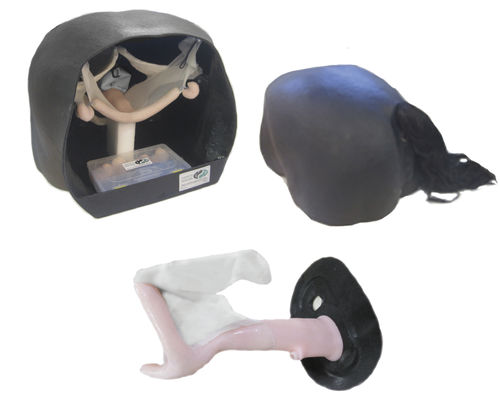 Modelo anatómico de recto - Veterinary Simulator Industries - de uretra / de útero / de cuello uterino