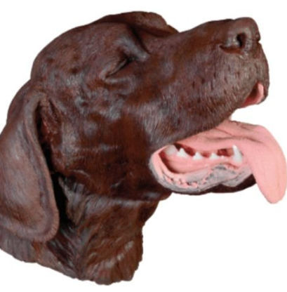 Simulador de intubación - Veterinary Simulator Industries - de extracción / para cirugía dental / canino