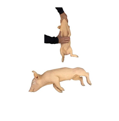 Simulador de inyección - Veterinary Simulator Industries - de extracción de sangre / de formación / veterinario