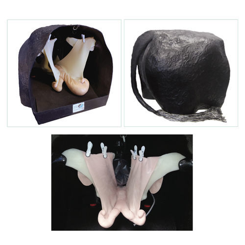 Modelo anatómico para teriogenología - Veterinary Simulator Industries - de recto / de útero / uterino