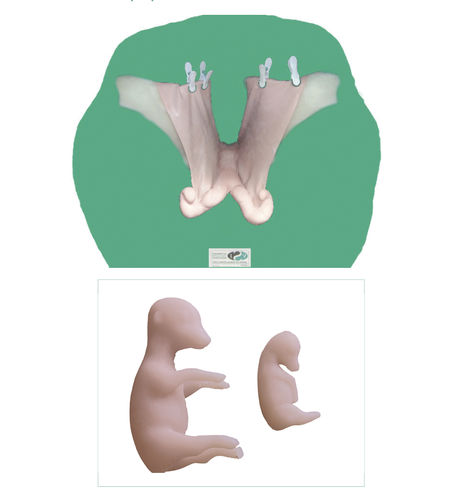Modelo anatómico de útero - Veterinary Simulator Industries - de ovario / de cuello uterino / para teriogenología