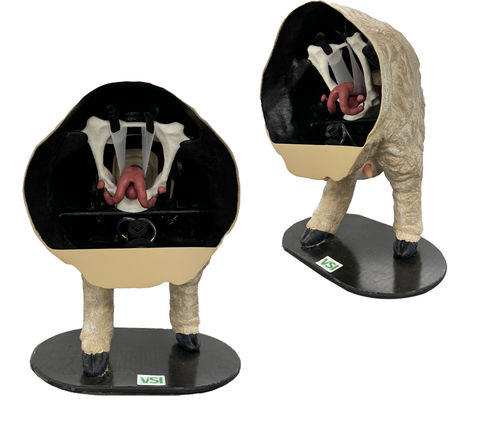 Modelo anatómico de pelvis - Veterinary Simulator Industries - cervical / de útero / intrauterino