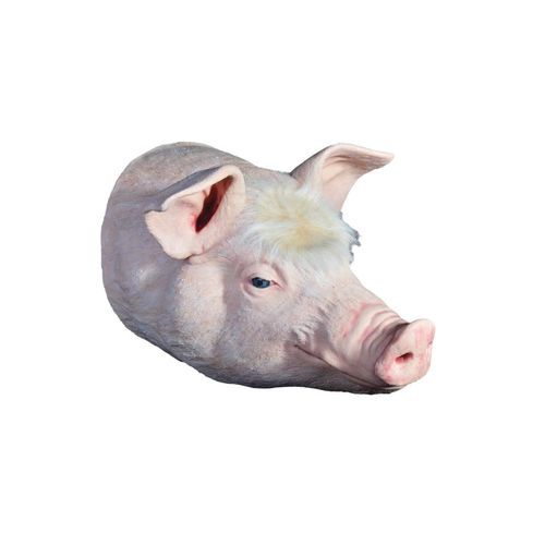 Simulador de formación - Veterinary Simulator Industries - veterinario / cerdo / de cabeza