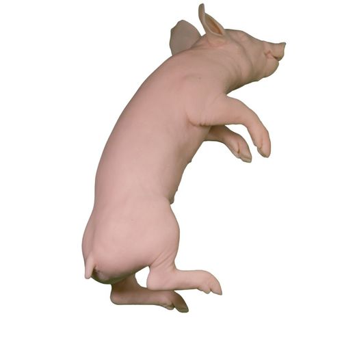 Maniquí de prácticas veterinario - Veterinary Simulator Industries - cerdo / rosa