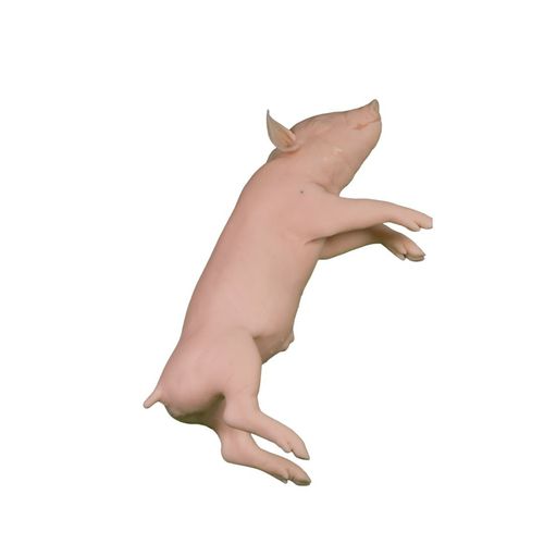 Maniquí de prácticas veterinario - Veterinary Simulator Industries - cerdo / rosa