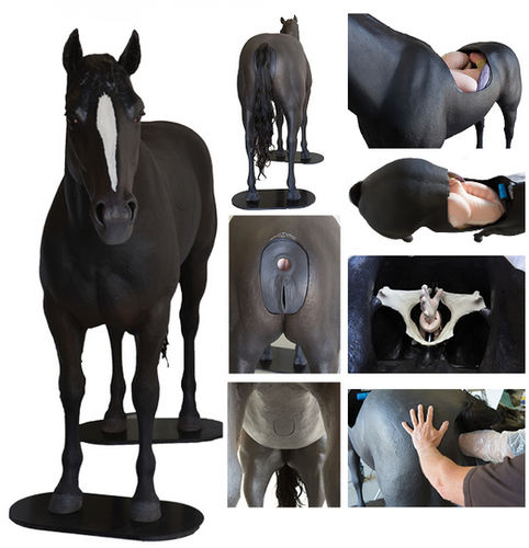 Simulador de palpación - Veterinary Simulator Industries - veterinario / colónico / de caballo