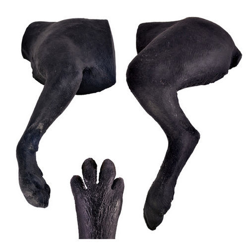 Maniquí de prácticas veterinario - Veterinary Simulator Industries - para vendaje de pacientes / canino / de pierna