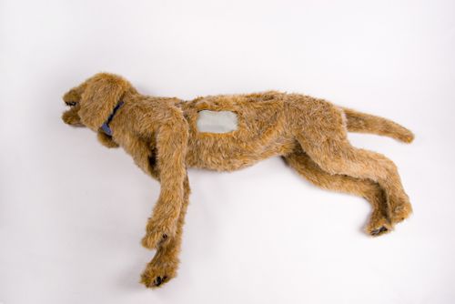 Maniquí de prácticas para atención general - 925 - Rescue Critters - de toracocentesis / con trauma / canino
