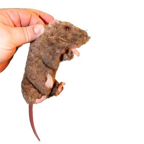 Maniquí de prácticas para atención general - Squeekums - Rescue Critters - de roedor / de cabeza