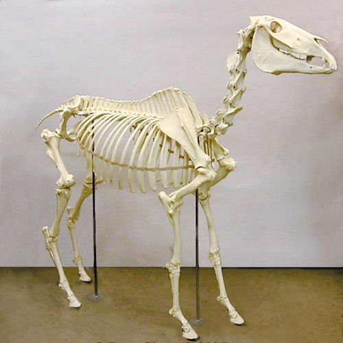 Modelo anatómico de esqueleto - SC-125 - Rescue Critters - masculino / de caballo / en miniatura