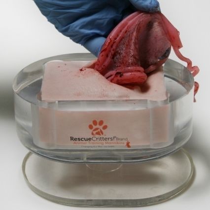 Simulador de ovariohisterectomía - SPAY - Rescue Critters - femenino / canino / pad