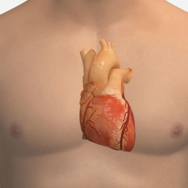 Módulo de simulación ECG - SIMTICS - de frecuencia cardíaca / para cuidados cardiopulmonares / procesos basados en la web