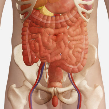 Módulo de simulación para radiología - SIMTICS - de anatomía / procesos basados en la web