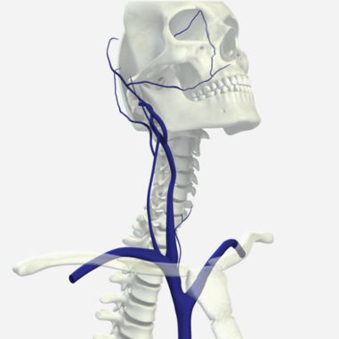 Módulo de simulación para radiología - SIMTICS - de angiografía / de anatomía / procesos basados en la web