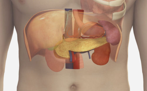 Módulo de simulación para ecografía - Spleen - SIMTICS - de anatomía / procesos basados en la web