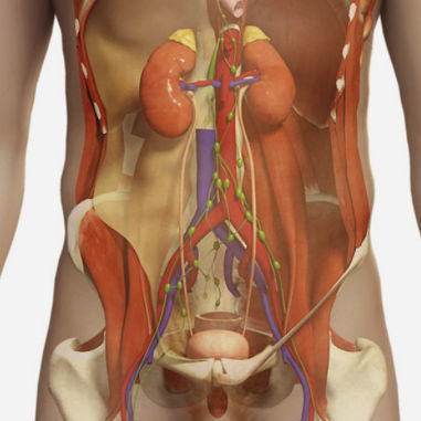 Módulo de simulación para ecografía - SIMTICS - de anatomía / de parte superior del cuerpo / procesos basados en la web