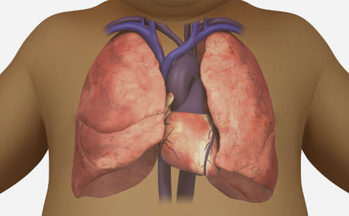 Módulo de software de anatomía - SIMTICS - para ecocardiografía / cardiovascular / de visualización 3D