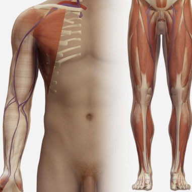 Módulo de simulación para ecografía - SIMTICS - de anatomía / de fístula / de trombosis venosa profunda