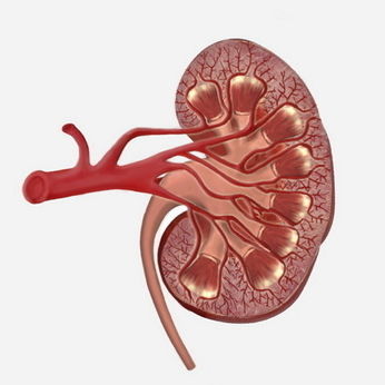 Módulo de simulación de cateterismo urinario - SIMTICS - para radiología / de anatomía / procesos basados en la web
