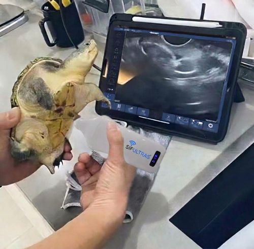 Ecógrafo de mano - SIFULTRAS 5.08 - SIFSOF - para ecografía polivalente / para ecografía ginecológica y obstétrica / para ecografía cardiovascular
